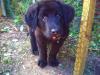 2 Labrador/ Colliemix welpen