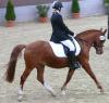 suche Reitbeteiligung!