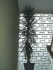 Yucca Palme 3, 50 m hoch mit 55cm Stamm   
