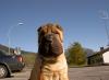 Shar-pei,  reinrassig deckt gern Ihre Hündin