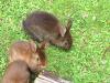 Schöne Kaninchen in verschiedenen Größen und Farben