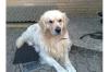 Deckrüde: Golden Retriever