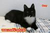 Barney schmussiger maine coon kater abzugeben