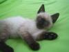 kleiner HalbSiam Kater