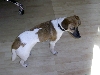 Süsser Jack-Russel-Terrier abzugeben