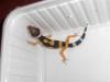 junge Leopardgeckos