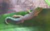 Phelsuma standingi 0, 0, 2 NZ09 / Parkbörse 20.9. Leipzig