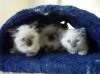 Reinrassige Ragdoll Kitten o.P. 