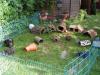Meerschweinchen in Not 