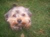 Yorkie Rüde sucht ein neues zuhause!!!!