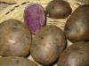 Blaue Kartoffeln ,  Blauer Schwede