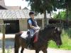 Suche eine Reitbeteiligung im Raum Königsbrunn /  Augsburg