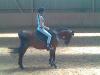 suche eine reitbeteidigung in nähw zweibrücken