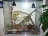 Königspyton + Terrarium 
