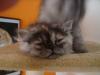 Perserbaby/ katze