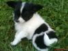 tricolor Papillon Mädchen