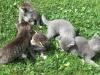 Süße Katzen zu verschenken