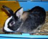    Lucy,  4 Monate alt,  sucht liebevolles zuhause. Mit Käfig abzugeben   