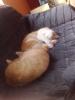 2 Kater ca 1 Jahr alt zu Verkaufen