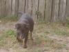 5 Schäferhund/ rottweiler welpen