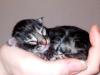 Norwegische Waldkatzen Kitten in smoke und silber zu vergeben