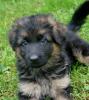 Langhaarschäferhundewelpen mit SV-Papieren zu verkaufen,  Vater hat VA-Platzierun