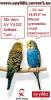 Ay Yildiz und Sohbet  E-Shop Prepaid,  Handy und Vertrag