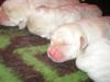 Knuffige Labradorwelpen blond 