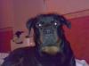 rotweiler abzugeben