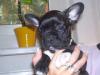 4 Reinrassige Franz. Bulldoggen,  mit Nase und Figur
