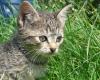 Kleine Katzen suchen neue Liebhaber