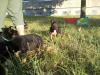 Schäferhund-mix Welpen schwarz-braun,  1von4 Mädels braucht ein schönes Zuhause,  