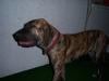   fila brasileiro