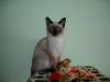 Verschmuster Siam Kater (4 Monate)