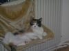 2 Jährige Katze