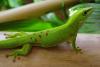 Phelsuma Madagascariensis Grandis /  Madagascar Taggecko