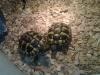 biete 2 griechische landschildkröten zum verkauf an,  jungtiere