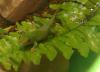 Phelsuma Madagascariensis Grandis /  Madagascar Taggecko  	 Phelsuma Madagascarie