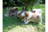 Colliewelpen ,  dark-sable mit VDH-Papieren