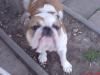 englische bulldogge