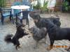 kräftiger großer Rottweiler Rüde
