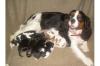 Cavalier King Charles 