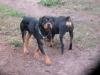 hübscher großer kräftiger Rottie-Rüde!