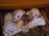 3 Ratten m,  6 Mon. ,  handzahm,  allergiebedingt abzugeben