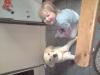liebevoller labrador abzugeben