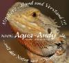Bartagame - Pogona vitticeps    