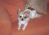 Reinrassiger Langhaar - Chihuahua 1, 3Jahre alt