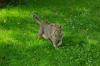 Kater Tiger entlaufen in Röttenbach!