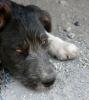 Pfötchenhilfe Rhodos sucht für Griffon-Mix Rayka ein neues Zuhause