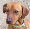 Pfötchenhilfe Rhodos sucht für Jagdhund-Mix Astor ein neues Zuhause